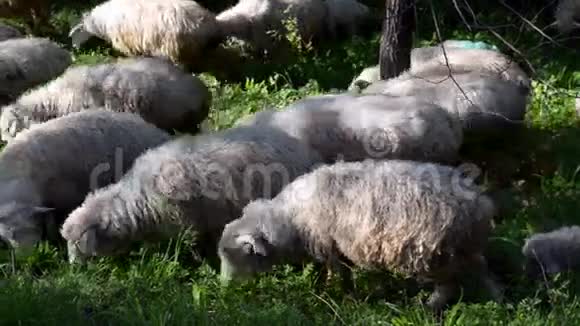 羊在绿树丛中的草坪上吃草视频的预览图