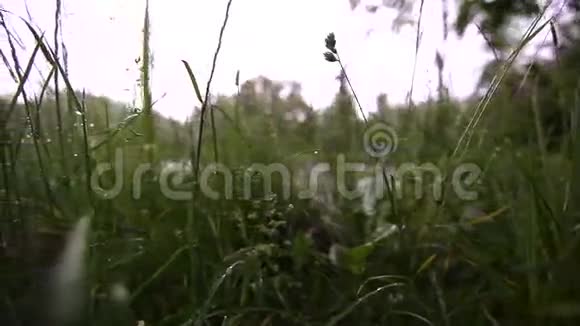 绿汁草与雨滴视频的预览图