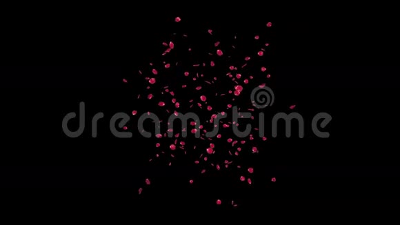 玫瑰花瓣朝镜头飞去与黑色的股票镜头视频的预览图