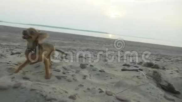 两只狗在海滩上一起跑视频的预览图