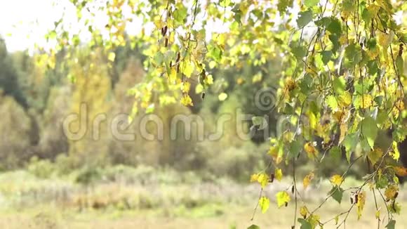 秋天的桦树叶子随风摆动视频的预览图