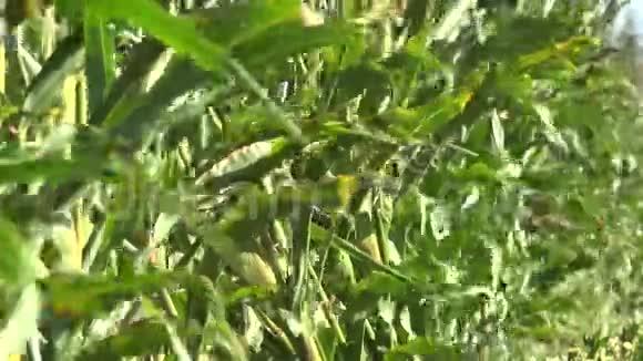 即将收获的绿色玉米植株的田间边缘4K视频的预览图