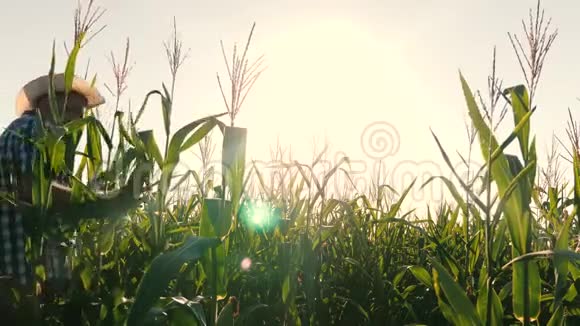 农业经营理念农学家检查一个开花田和玉米芯带平板电脑的商人视频的预览图