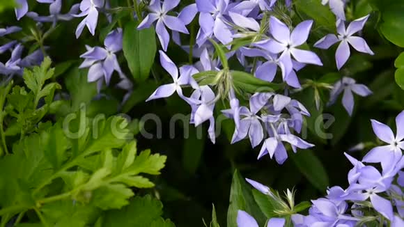 长春花草花园里的花坛上盛开着一朵朵蓝色的花静态摄像机的视频镜头拍摄视频的预览图