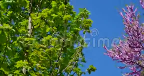 绿色的树樱花蓝天背景上的灯笼视频的预览图