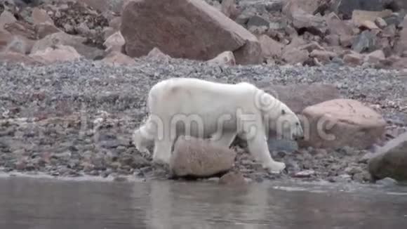海熊在斯瓦尔巴的冻原荒凉的冰中登上岩石海岸视频的预览图