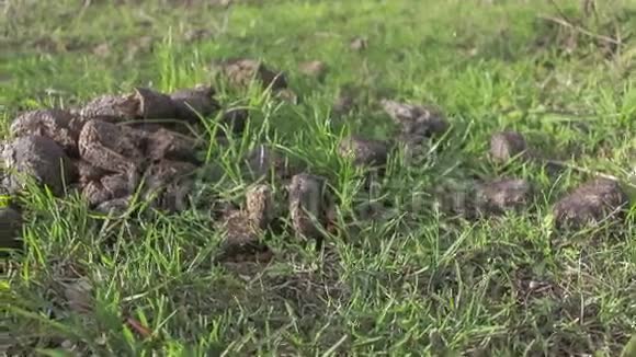 干燥的动物排泄物视频的预览图