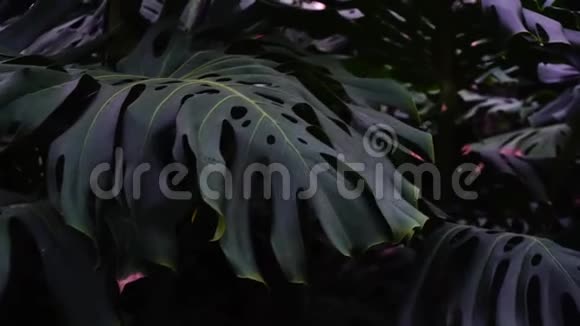 大叶植物生长在丛林中特写摄影视频的预览图