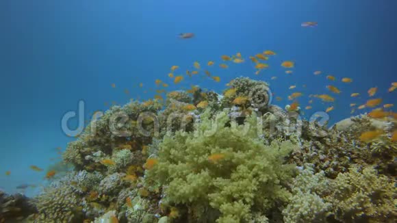 美丽的水下丰富多彩的生活视频的预览图