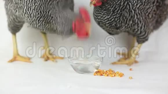 母鸡和公鸡喝水视频的预览图