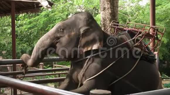 泰国亚洲大象ElephasMaximus视频的预览图