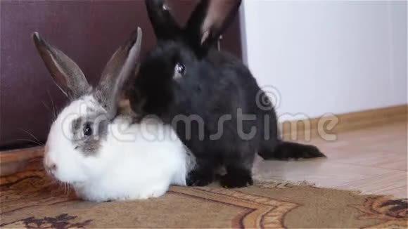 兔子宝宝坐在一起视频的预览图