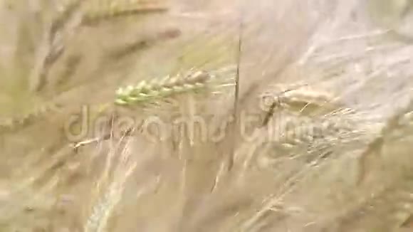 成熟的麦穗视频的预览图