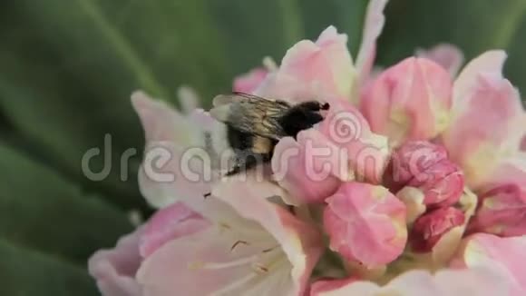 杜鹃和蜜蜂喝花蜜视频的预览图