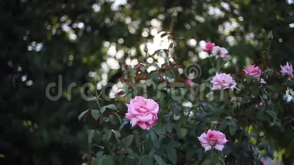 玫瑰花美丽的画面和太阳耀斑视频的预览图