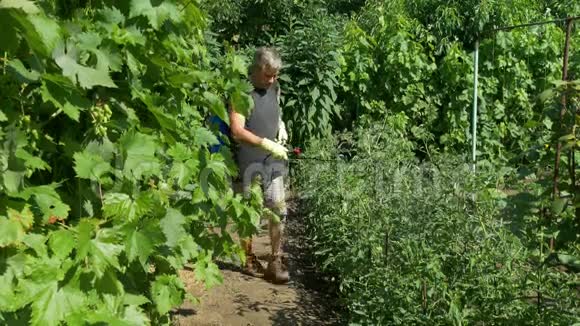 园丁用无绳喷雾器喷洒葡萄和黄瓜附近的番茄灌木视频的预览图