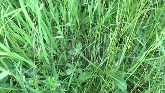 夏季野外活动中的足甲草绿色草地垂直全景摄像机用稳定摄像机关闭镜头视频的预览图