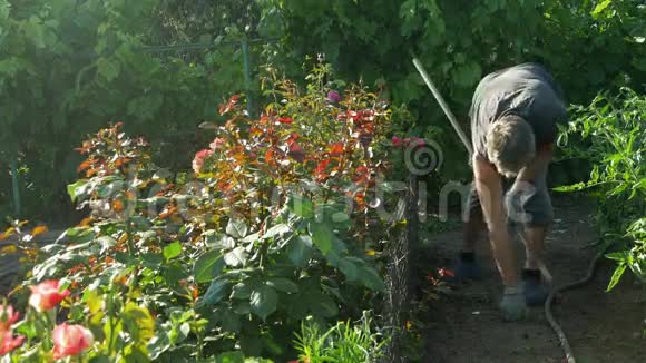 园丁在玫瑰花丛和葡萄树附近挖掘和松土视频的预览图