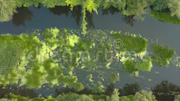 飞越长满青草的河流乌克兰被树木包围空中录像视频的预览图