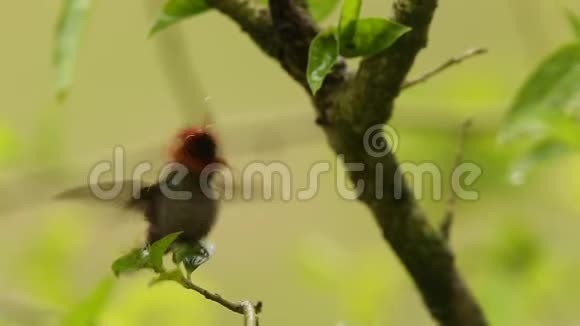 热带雨林中的鸟类特立尼达和多巴哥热带雨林中的鸟类雨中栖息在树枝上视频的预览图