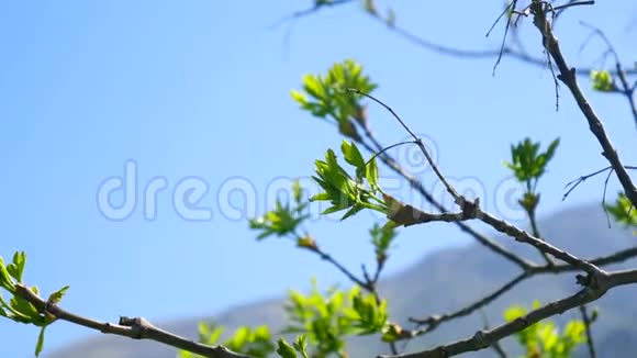 肾脏在蓝天上的树上开花花草树木视频的预览图