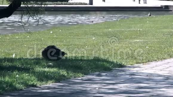 斯图加特公园树荫下的鸭子视频的预览图