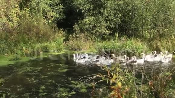 国内鹅在河上游泳的飞行家养禽鸟视频的预览图