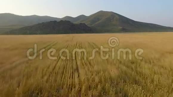 飞越麦田飞向高山视频的预览图