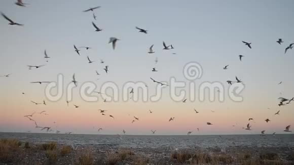 南极燕鸥Sternavittata视频的预览图