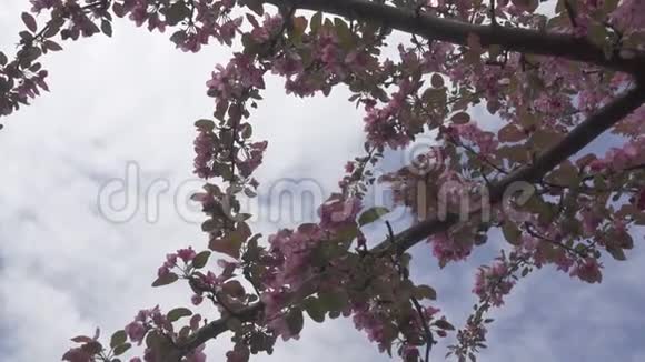 在蓝蓝的春日背景下苹果树一朵朵视频的预览图