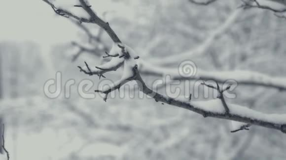 降雪的冬季景观树枝的细节一切都沾满了新鲜的粉末视频的预览图