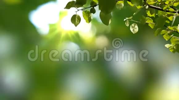 阳光明媚的背景自然的树枝绿叶在叶子上有阳光视频的预览图