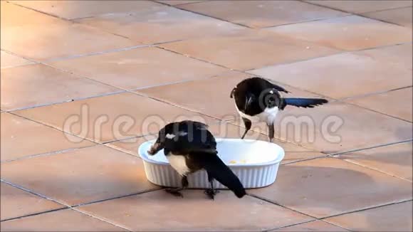 喜鹊啄湿食物视频的预览图