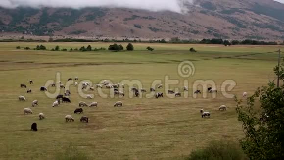 用美丽的山景拍摄羊群视频的预览图
