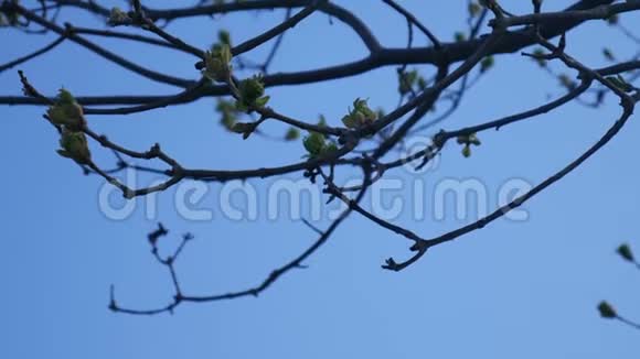 肾脏在蓝天上的树上开花花草树木视频的预览图