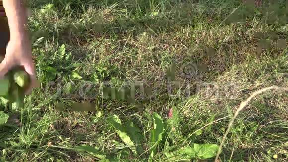 园丁种植者把黄瓜西葫芦和南瓜蔬菜放在草地上特写镜头4公里视频的预览图