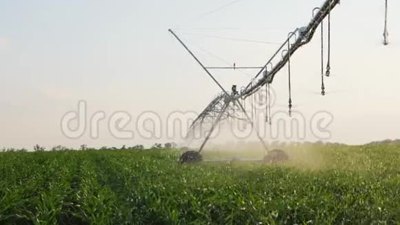 有灌溉系统的玉米田视频的预览图