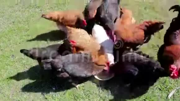 鸡吃谷物视频的预览图