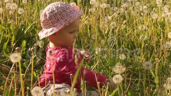 春天草坪上的蒲公英宝宝视频的预览图
