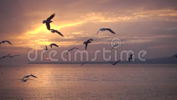 慢动作240fps鸟儿在美丽的夕阳下飞翔视频的预览图