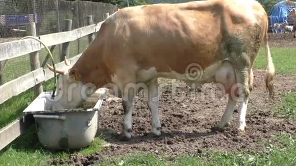 奶牛在牧场的浴盆里喝酒视频的预览图