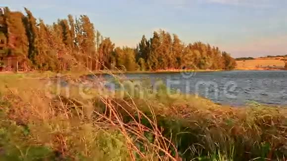 沙丘对森林的湖岸高草视频的预览图