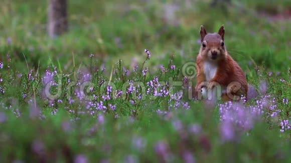 红松鼠斯库鲁斯俗子接近吃坚果周围紫色开花石楠在凯恩斯NP苏格兰八月视频的预览图