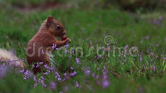 红松鼠斯库鲁斯俗子接近吃坚果周围紫色开花石楠在凯恩斯NP苏格兰八月视频的预览图
