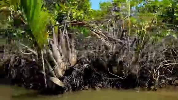 缅甸ChaungTha红树林的支柱根视频的预览图