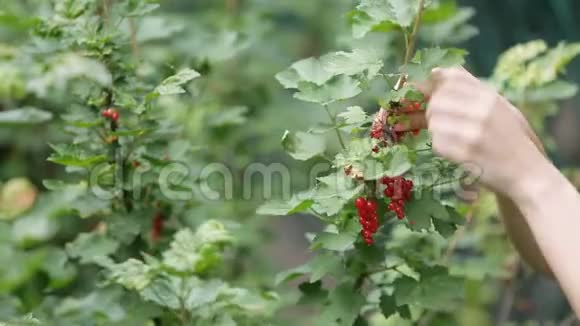 夏季女性用手采摘带有小枝的醋栗特写视频的预览图