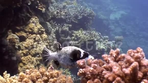 红海海底背景海洋景观中的浮鱼视频的预览图
