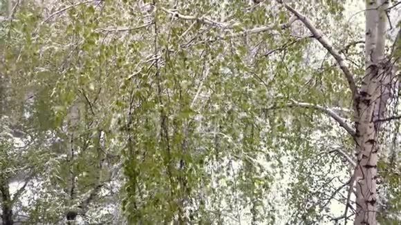 雪下带绿叶的桦树视频的预览图
