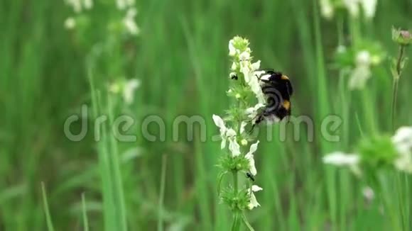 大黄蜂采集花蜜视频的预览图