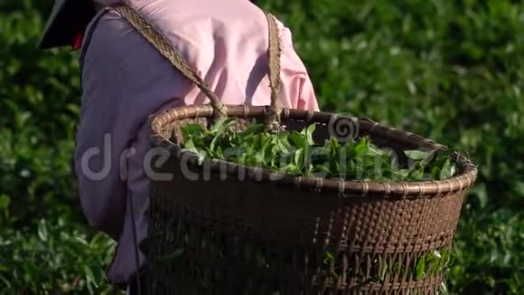 新鲜的绿茶叶和花蕾视频的预览图